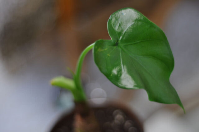 クワズイモ観察日記 2010-2011