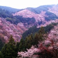吉野山〜奈良公園