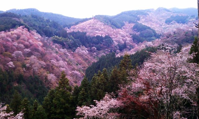吉野山〜奈良公園