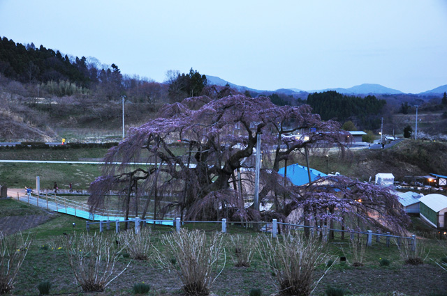 三春滝桜