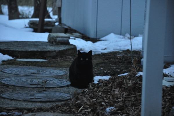 黒猫とゴミ