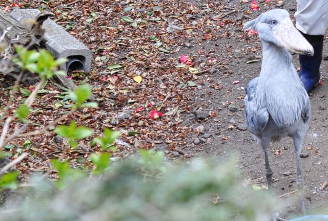 伊豆シャボテン公園