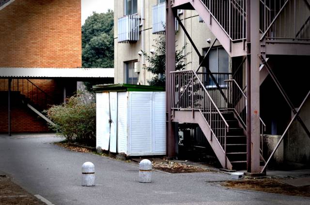 大学構内の淡墨桜