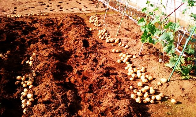 Harvest