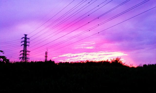 Purple Haze