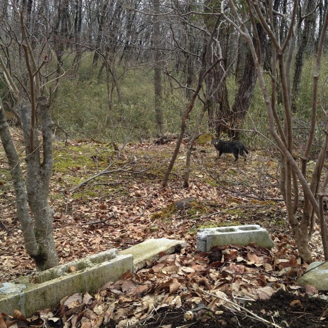 我が家に来る猫たち