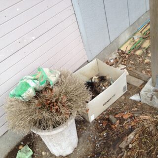 夢屋の看板猫と庭に現れた野良猫