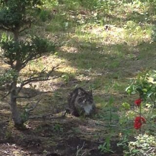 また庭に来た野良猫