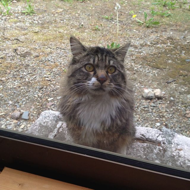 徐々に近づいてくる野良猫