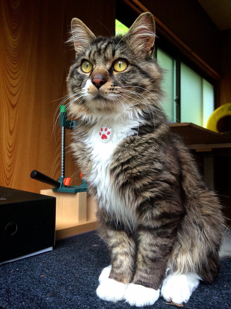 猫の就任式