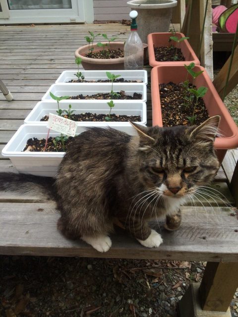 はじめての病院