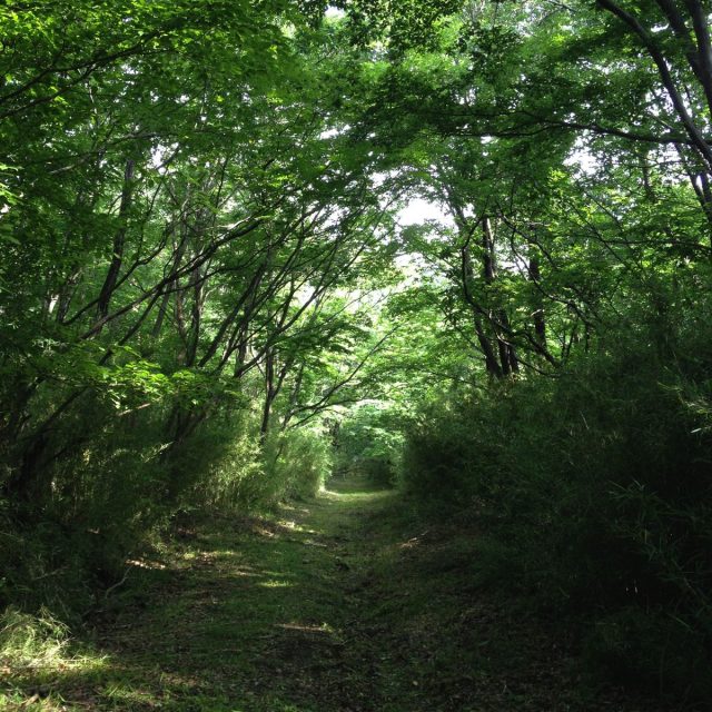猫吊橋と樹々のトンネル