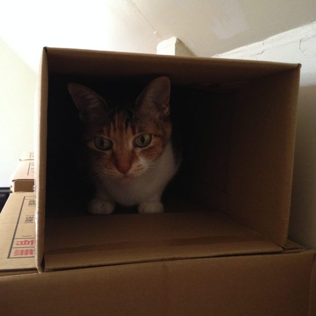 動物病院と猫シェルタ