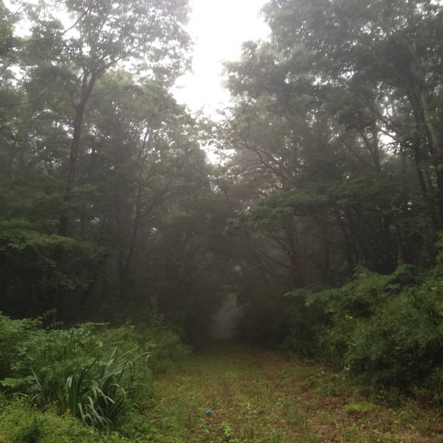 霧の中