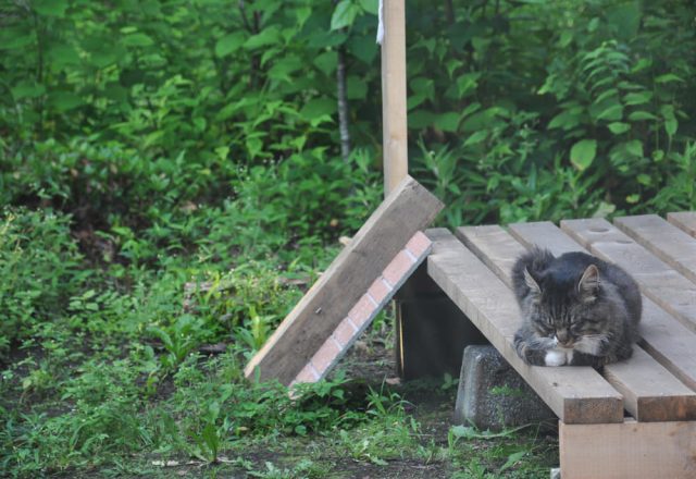 庭の猫の暮らし