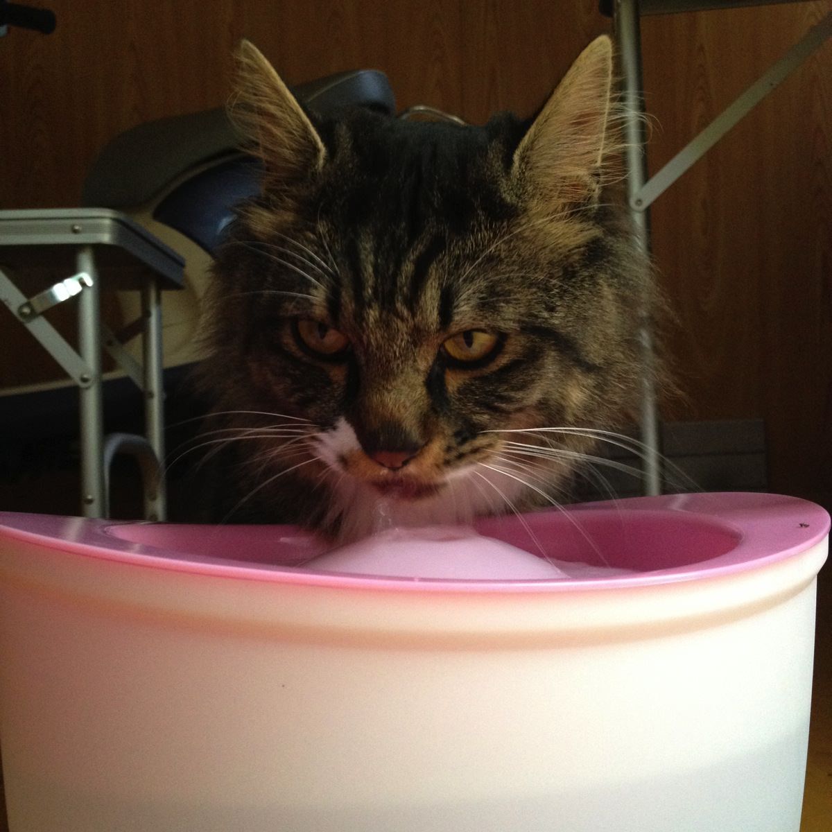 猫用自動給水器