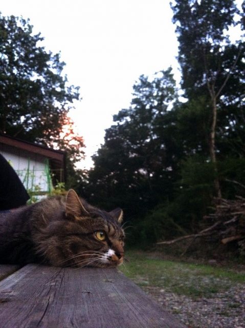 メインクーンかノルウェイジャンか？