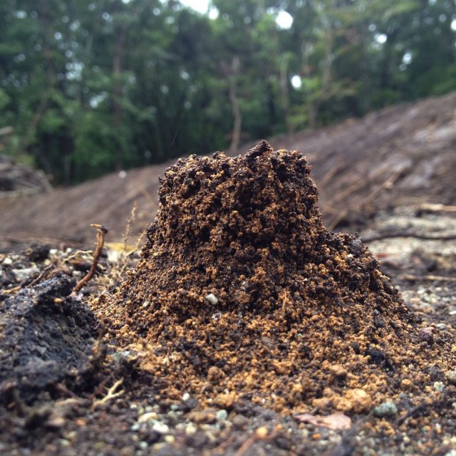 蟻塚のようなもの