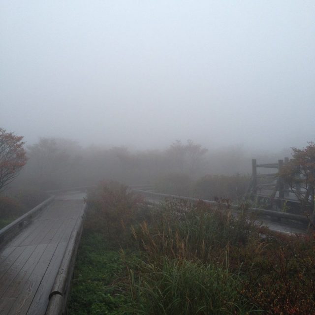 霧の紅葉