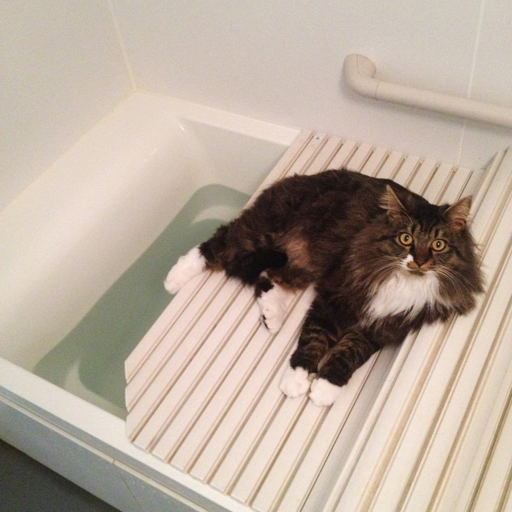 入浴猫