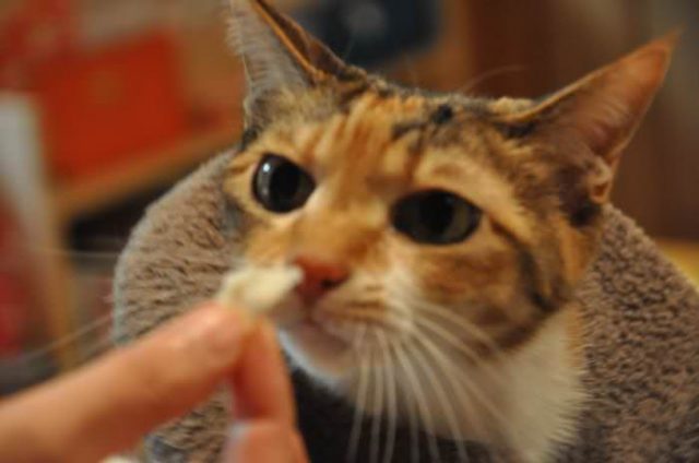 肉まんの皮を食べる猫
