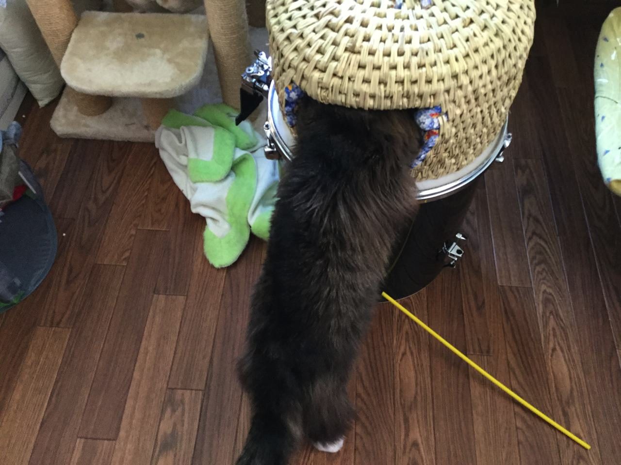 猫ちぐらづくり（完成から3日後）