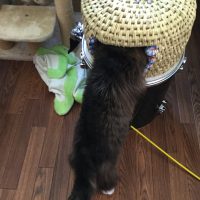 猫ちぐらづくり（完成から3日後）