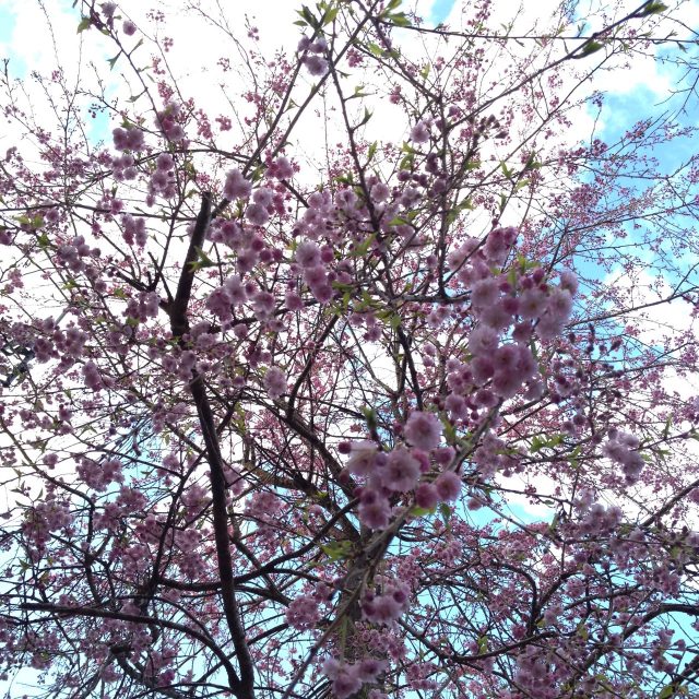 庭の桜（八分咲き）