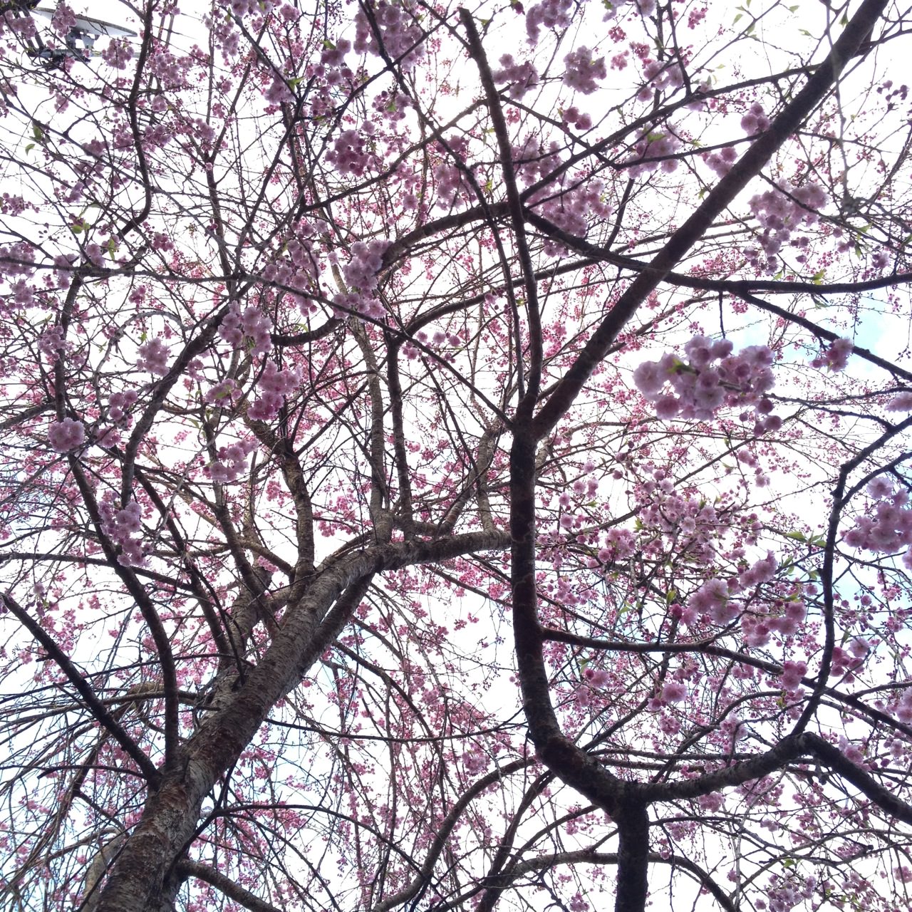 庭の桜（八分咲き）