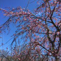庭の桜（七部咲き）