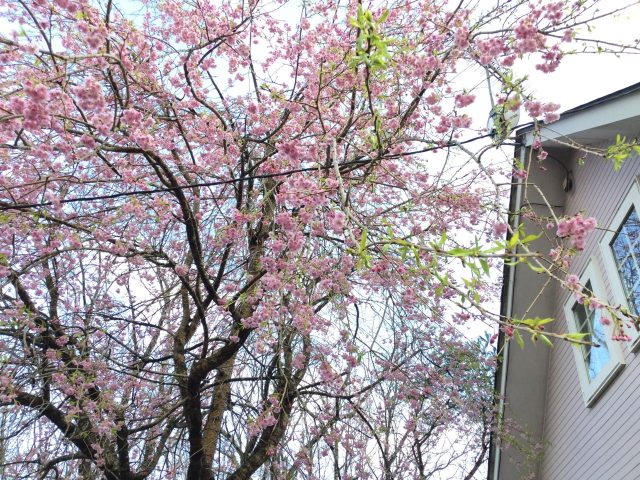 庭の桜（満開）