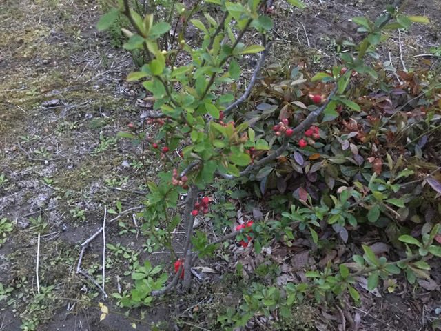 庭にやってくる鳥