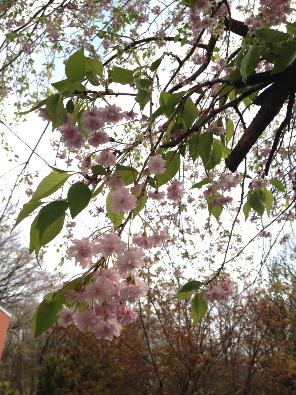 プログラミング