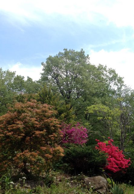 地デジの電波障害