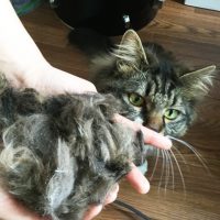 猫の毛刈り