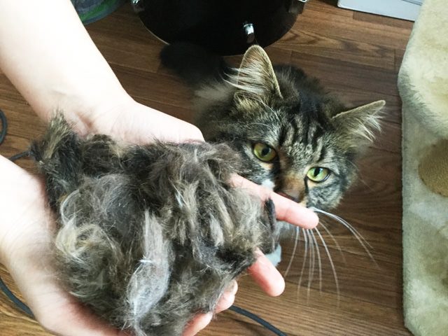 猫の毛刈り