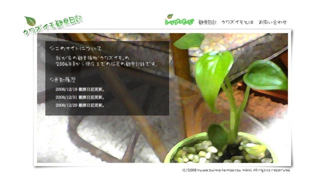 クワズイモ観察日記