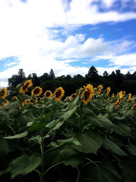 道の駅 明治の森のひまわり