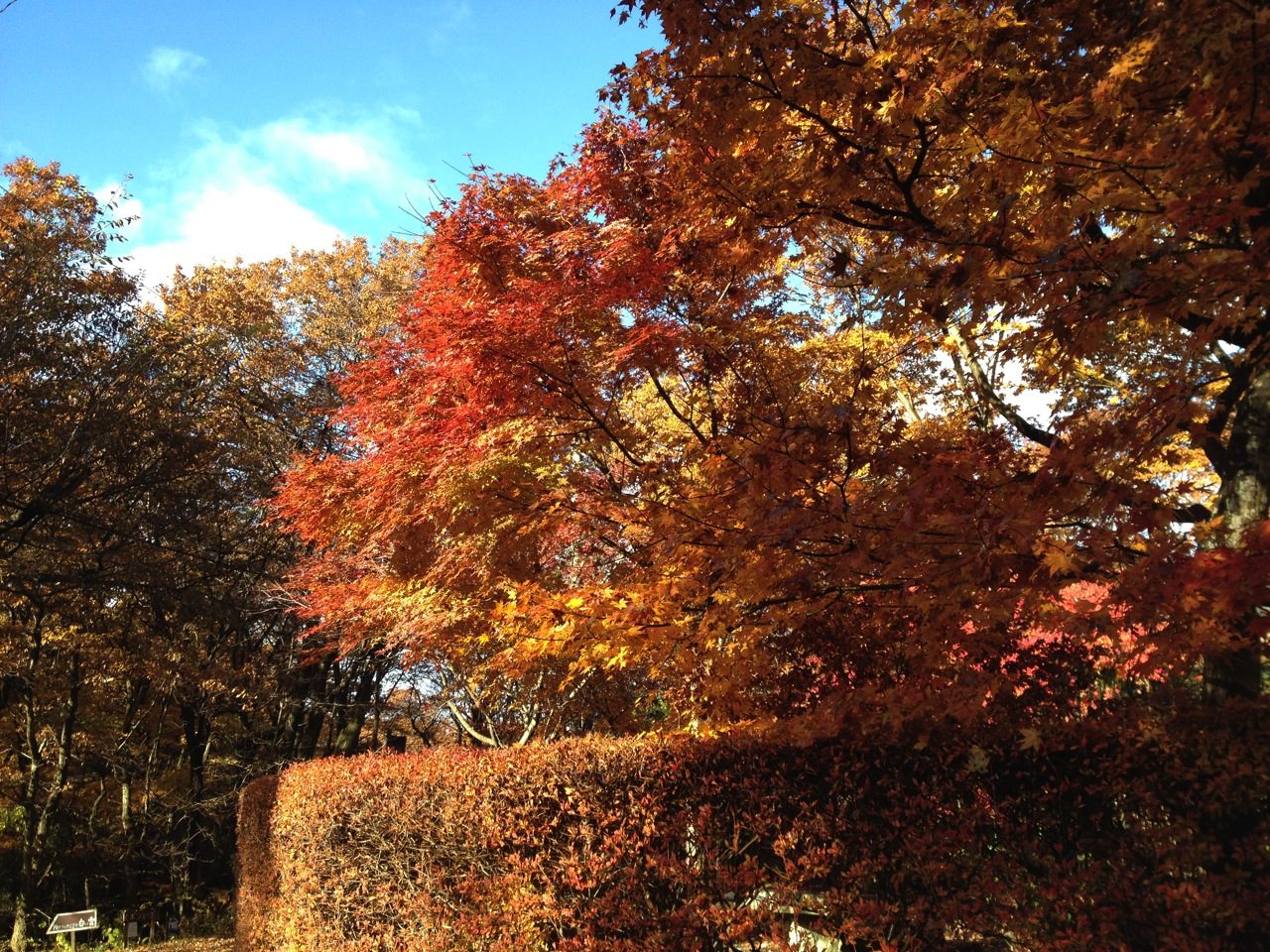 ゴミ捨てと紅葉