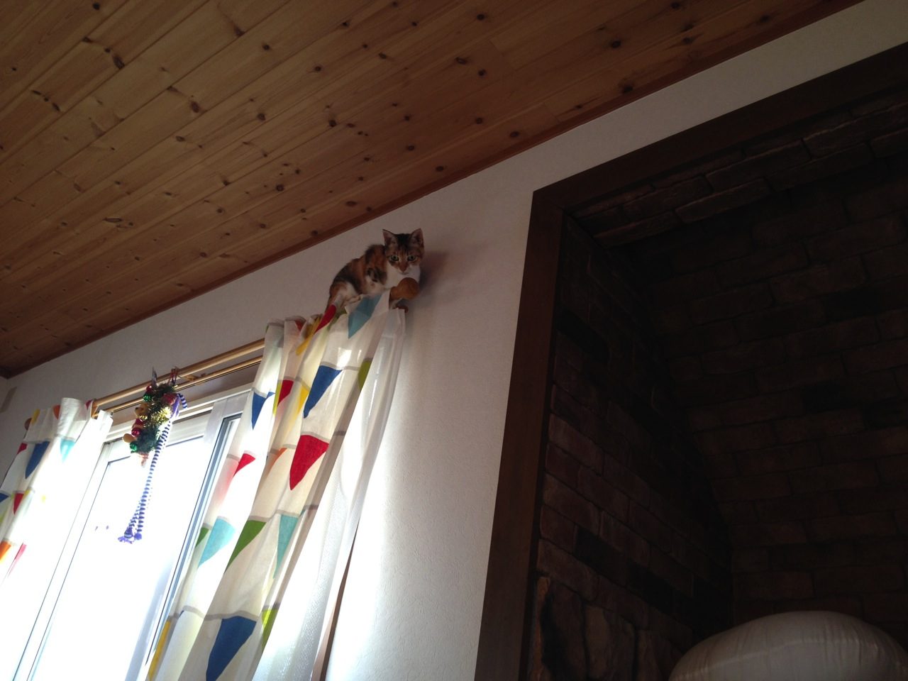 カーテンレールの上の猫