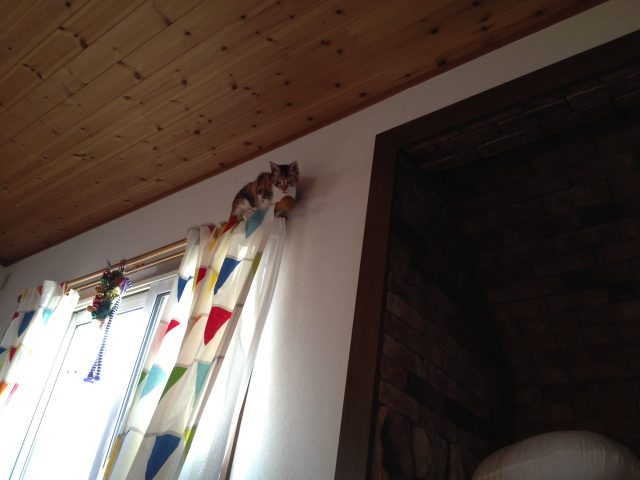 カーテンレールの上の猫