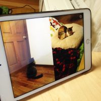 LINEビデオ通話の画面分割で猫をモニタリング