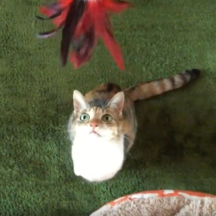 猫じゃらしで遊ぶ猫