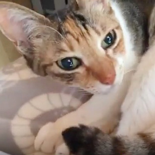 仕事中に膝で眠る猫