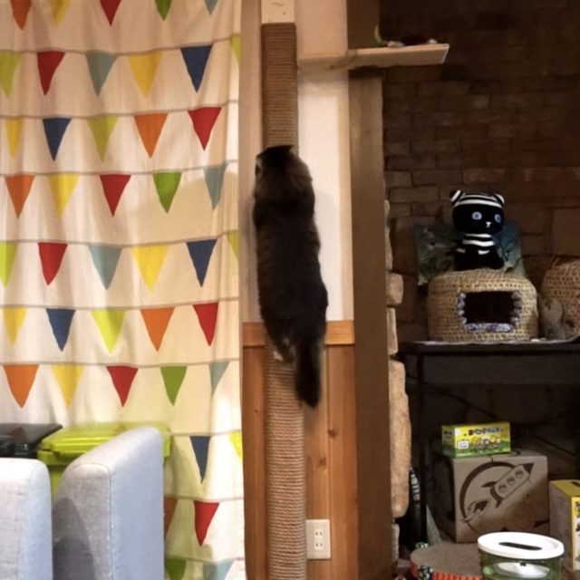 手作りキャットタワーで遊ぶ猫たち