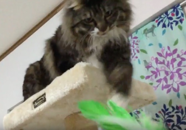 猫じゃらしで遊ぶ猫