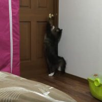 ドアを開けようとする猫