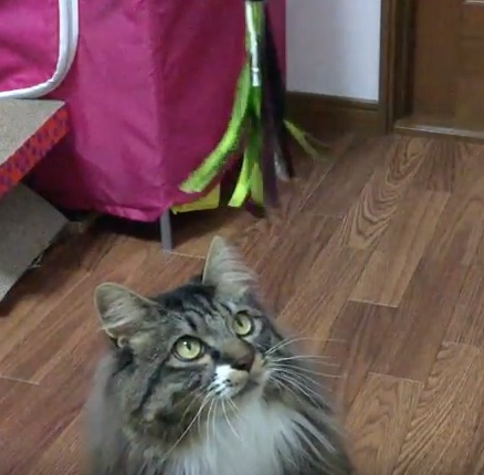 猫じゃらしで遊ぶ猫