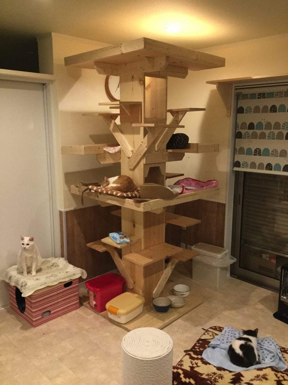 蓮田市の保護猫カフェ