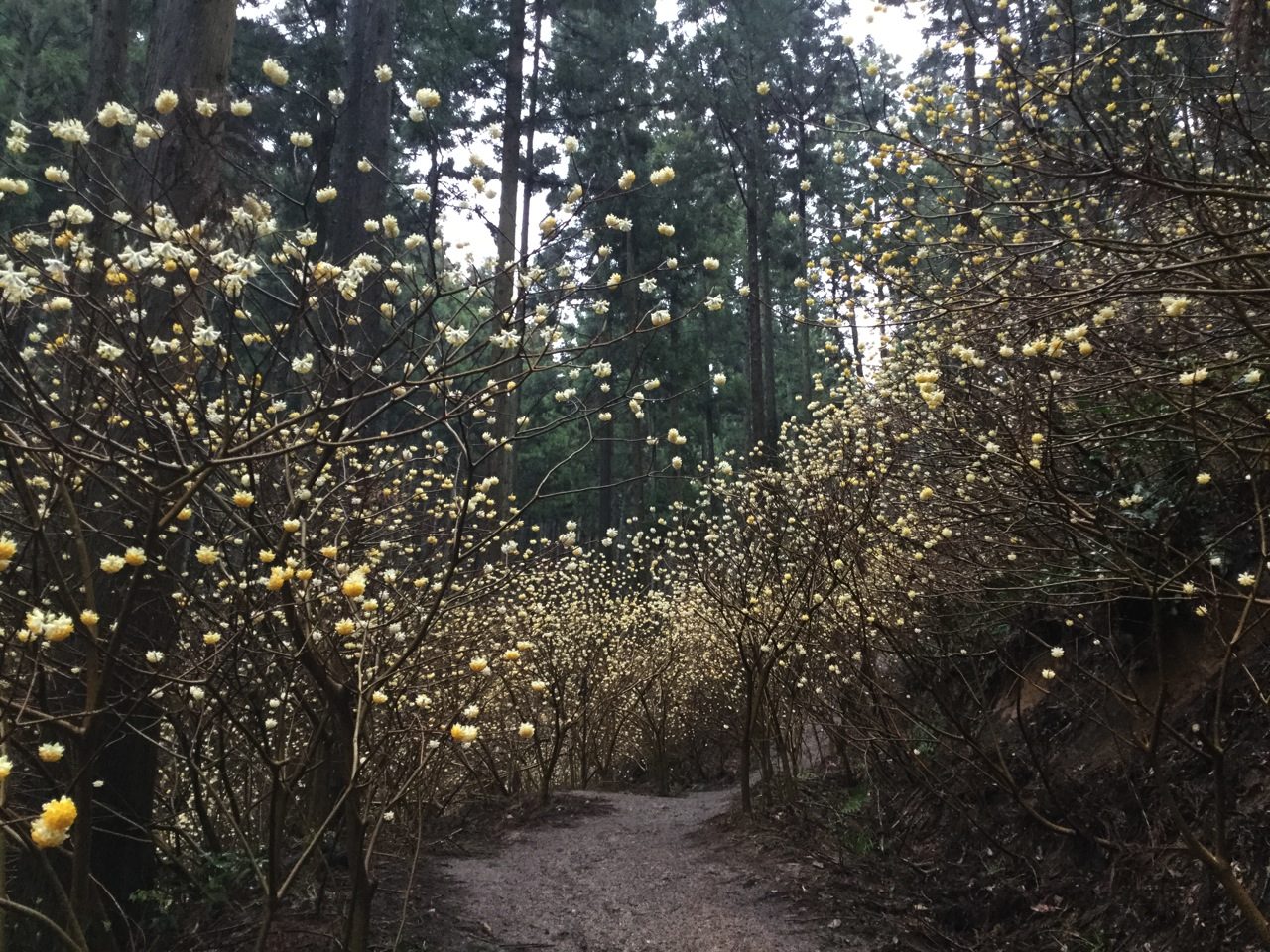 ミツマタ群生地